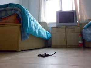 Mao sargauja. Pavlinos Vimmrovos nuotrauka