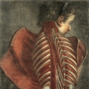 Dissection-Muscles-Female-Back-1_m