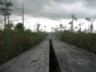 Almos Riebždaitės nuotrauka