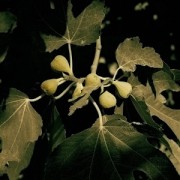 Aruno_Balteno_figos_m