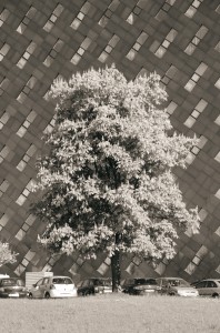 Vytautas Balčytis. Žirmūnai. 2015 