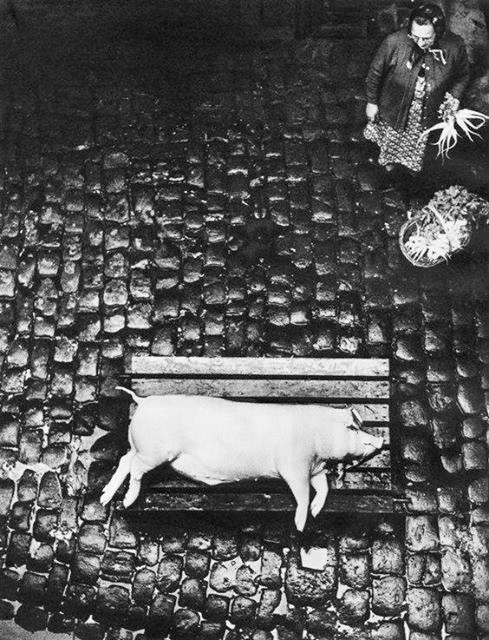 Robert Häusser. Negyva kiaulė. 1960