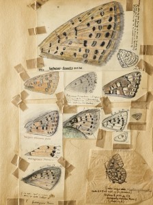 Vladimiro Nabokovo piešti drugelių sparnai