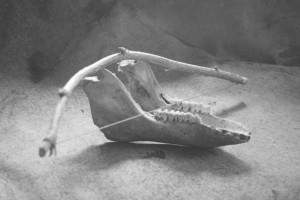 Darius Misiūnas. Griežimas dantimis. 2022