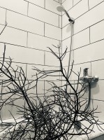 Dariaus Misiūno nuotrauka