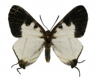 Drugys Pseudaletis krasznahorkaii, identifikuotas vengrų entomologo Szabolcso Sáfiáno