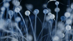 Filmo „Dulkės, kaulai ir stebuklai“ kadras